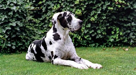 great dane dog knot|Great Dane Dog Breed Information: Facts, Traits, Pictures & More.